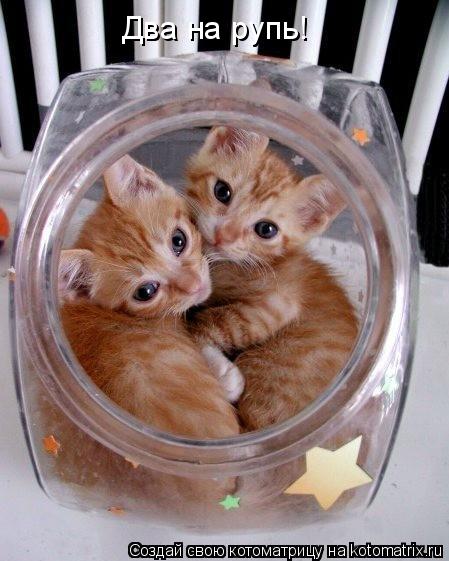 Два на рупь!... Котоматрица: Два на рупь!