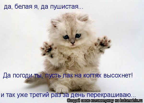да, белая я, да пушистая... Да погоди ты, пусть лак на когтях высохнет! и так уже третий раз за день ... Котоматрица: да, белая я, да пушистая... Да погоди ты, пусть лак на когтях высохнет! и так уже третий раз за день перекрашиваю...