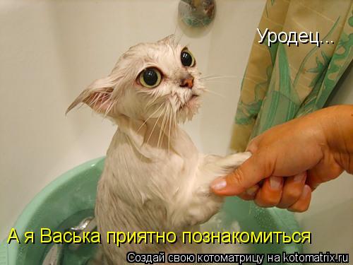 Уродец... А я Васька приятно познакомиться... Котоматрица: Уродец... А я Васька приятно познакомиться