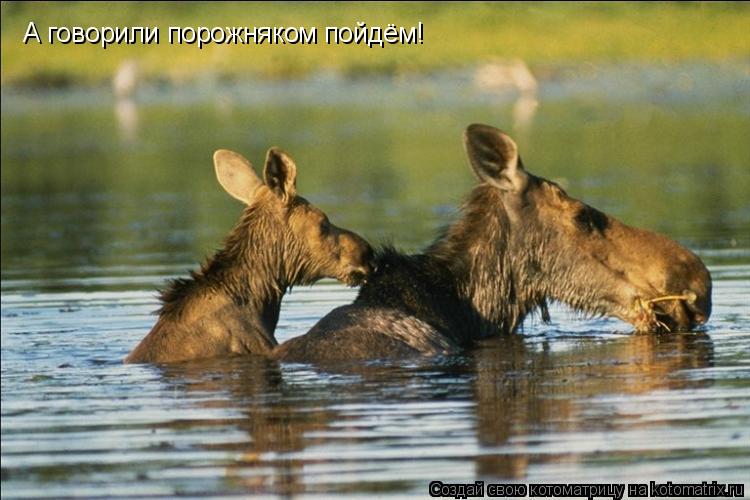А говорили порожняком пойдём!... Котоматрица: А говорили порожняком пойдём!