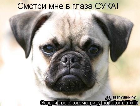 Смотри мне в глаза СУКА!... Котоматрица: Смотри мне в глаза СУКА!