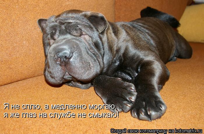 Котоматрица: Я не сплю, а медленно моргаю,  я же глаз на службе не смыкаю!