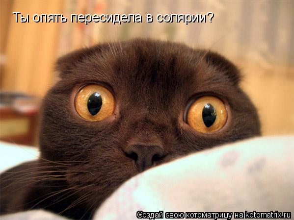 Ты опять пересидела в солярии?... Котоматрица: Ты опять пересидела в солярии?