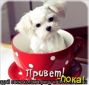 Котоматрица: -пока!