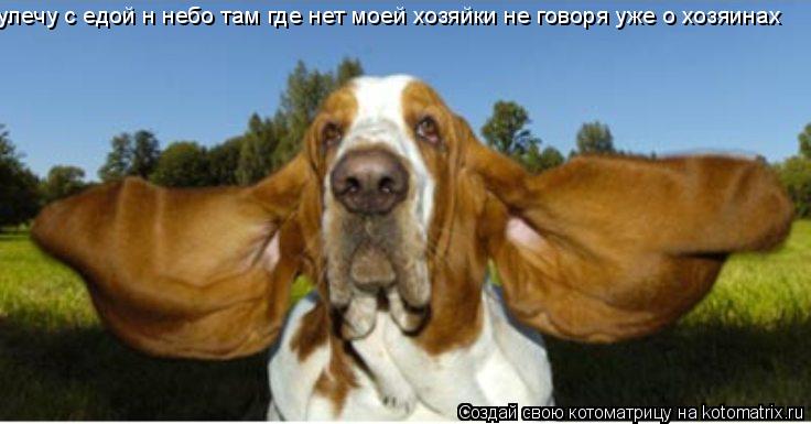 улечу с едой н небо там где нет моей хозяйки не говоря уже о хозяинах... Котоматрица: улечу с едой н небо там где нет моей хозяйки не говоря уже о хозяинах