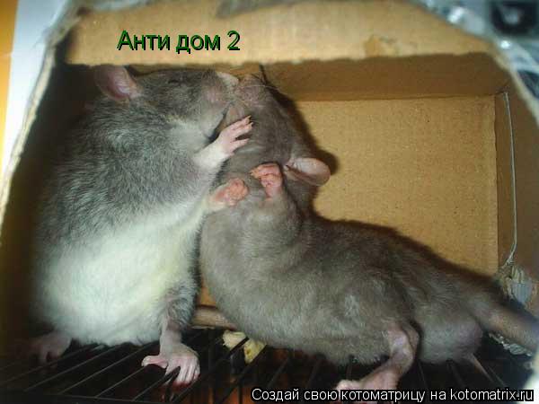 Анти дом 2... Котоматрица: Анти дом 2