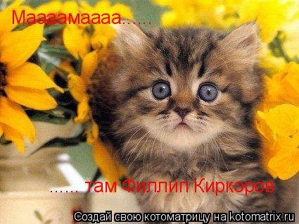 Маааамаааа...... ...... там Филлип Киркоров... Котоматрица: Маааамаааа...... ...... там Филлип Киркоров