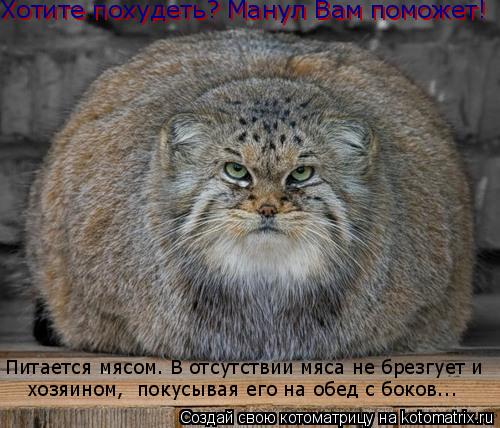 Хотите похудеть? Манул Вам поможет! Хотите похудеть? Манул Вам поможет! Питается мясом. В отсутстви... Котоматрица: Хотите похудеть? Манул Вам поможет! Хотите похудеть? Манул Вам поможет! Питается мясом. В отсутствии мяса не брезгует и хозяином Питается м