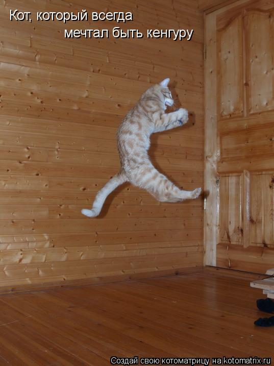 Кот, который всегда мечтал быть кенгуру... Котоматрица: Кот, который всегда мечтал быть кенгуру