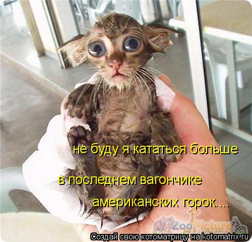 Котоматрица: в последнем вагончике американских горок.... не буду я кататься больше