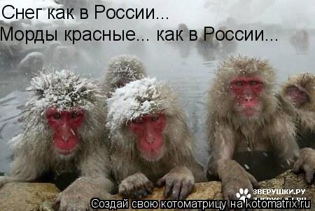 Снег как в России... Морды красные... как в России...... Котоматрица: Снег как в России... Морды красные... как в России...