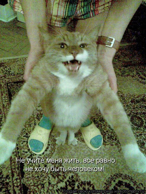 Не учите меня жить, все равно не хочу быть человеком!... Котоматрица: Не учите меня жить, все равно не хочу быть человеком!