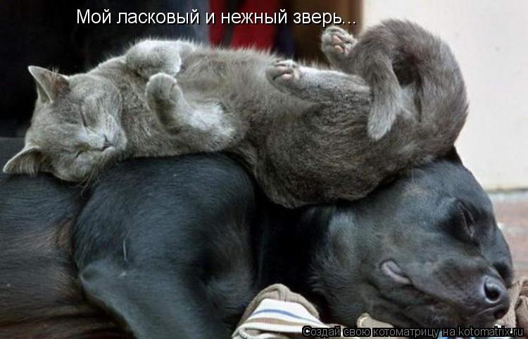 Мой ласковый и нежный зверь...... Котоматрица: Мой ласковый и нежный зверь...