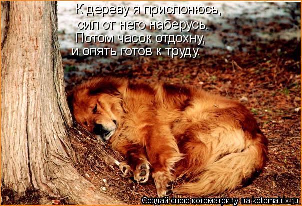 К дереву я прислонюсь, сил от него наберусь. Потом часок отдохну, и опять готов к труду.... Котоматрица: К дереву я прислонюсь, сил от него наберусь. Потом часок отдохну, и опять готов к труду.