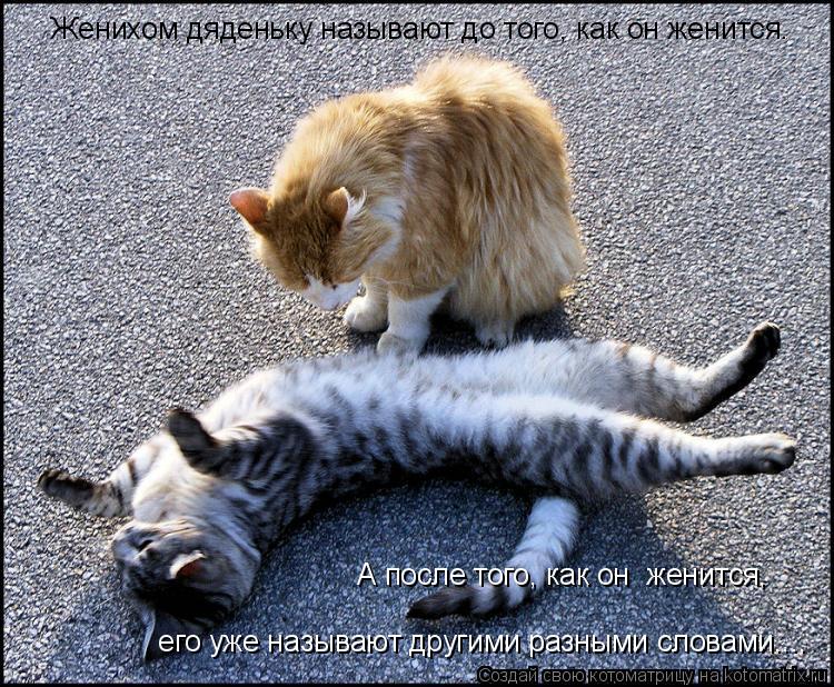 Женихом дяденьку называют до того, как он женится. А после того, как он женится, его уже называют... Котоматрица: Женихом дяденьку называют до того, как он женится. А после того, как он женится, его уже называют другими разными словами....