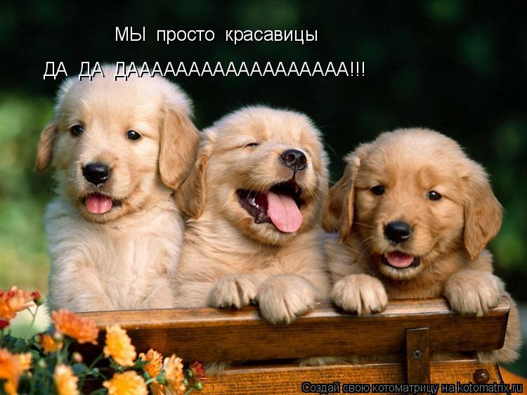 МЫ просто красавицы ДА ДА ДАААААААААААААААААА!!!... Котоматрица: МЫ просто красавицы ДА ДА ДАААААААААААААААААА!!!