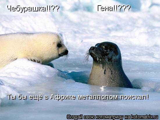 Чебурашка!!?? Гена!!??? Ты бы ещё в Африке металлолом поискал!... Котоматрица: Чебурашка!!?? Гена!!??? Ты бы ещё в Африке металлолом поискал!
