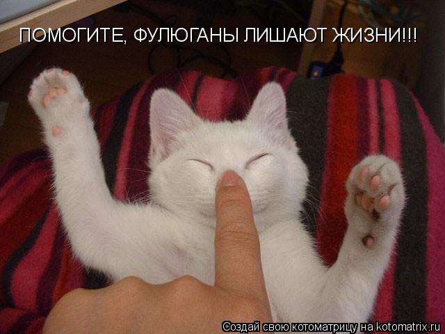 Котоматрица: ПОМОГИТЕ, ФУЛЮГАНЫ ЛИШАЮТ ЖИЗНИ!!!