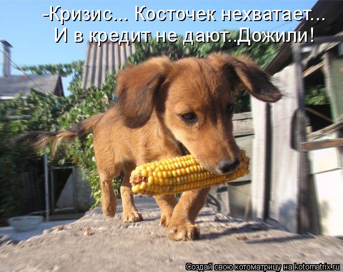 -Кризис... Косточек нехватает... И в кредит не дают..Дожили!... Котоматрица: -Кризис... Косточек нехватает... И в кредит не дают..Дожили!