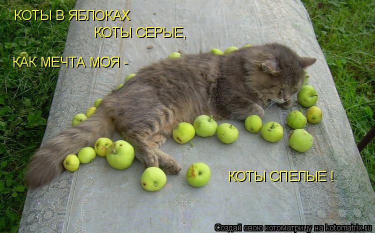 КОТЫ В ЯБЛОКАХ КОТЫ СЕРЫЕ, КАК МЕЧТА МОЯ - КОТЫ СПЕЛЫЕ !... Котоматрица: КОТЫ В ЯБЛОКАХ КОТЫ СЕРЫЕ, КАК МЕЧТА МОЯ - КОТЫ СПЕЛЫЕ !
