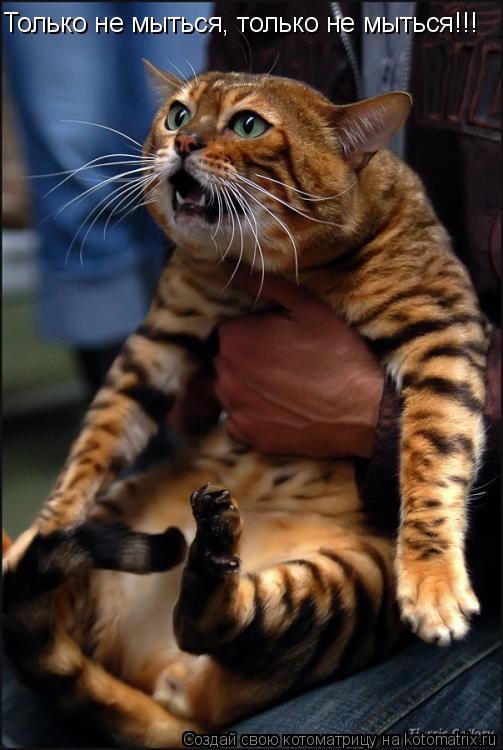Только не мыться, только не мыться!!!... Котоматрица: Только не мыться, только не мыться!!!