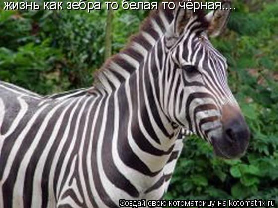 жизнь как зебра то белая то чёрная....... Котоматрица: жизнь как зебра то белая то чёрная....