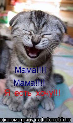 Котоматрица: Мама!!!! Мама!!!! Я  есть  хочу!!!