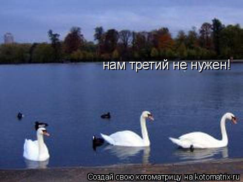 нам третий не нужен!... Котоматрица: нам третий не нужен!