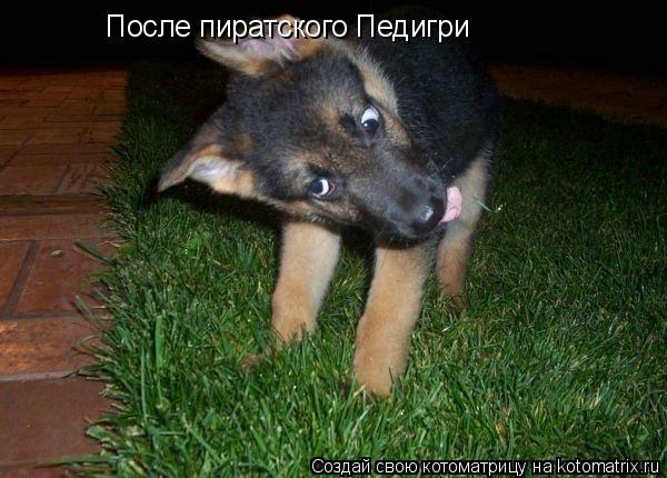 После пиратского Педигри... Котоматрица: После пиратского Педигри