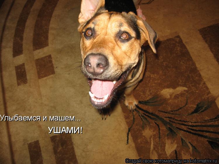 Улыбаемся и машем... УШАМИ!... Котоматрица: Улыбаемся и машем... УШАМИ!