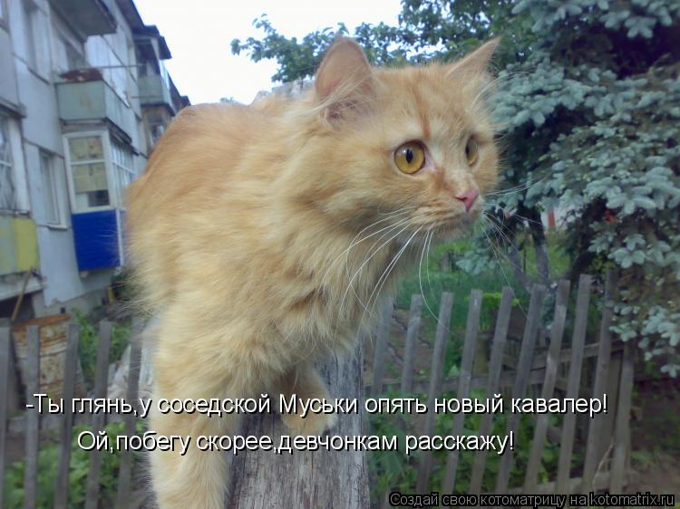 -Ты глянь,у соседской Муськи опять новый кавалер! Ой,побегу скорее,девчонкам расскажу!... Котоматрица: -Ты глянь,у соседской Муськи опять новый кавалер! Ой,побегу скорее,девчонкам расскажу!