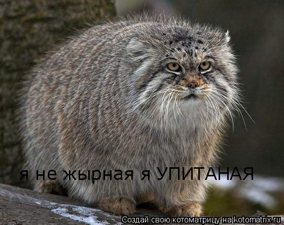 я не жырная я УПИТАНАЯ... Котоматрица: я не жырная я УПИТАНАЯ