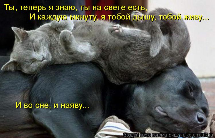 Ты, теперь я знаю, ты на свете есть, И каждую минуту, я тобой дышу, тобой живу... И во сне, и наяву..... Котоматрица: Ты, теперь я знаю, ты на свете есть, И каждую минуту, я тобой дышу, тобой живу... И во сне, и наяву...