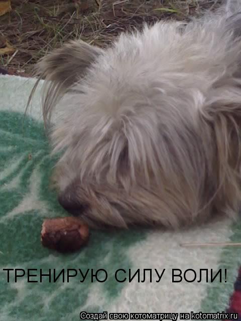 ТРЕНИРУЮ СИЛУ ВОЛИ!... Котоматрица: ТРЕНИРУЮ СИЛУ ВОЛИ!