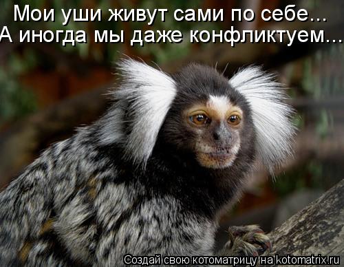 Котоматрица: Мои уши живут сами по себе... А иногда мы даже конфликтуем...