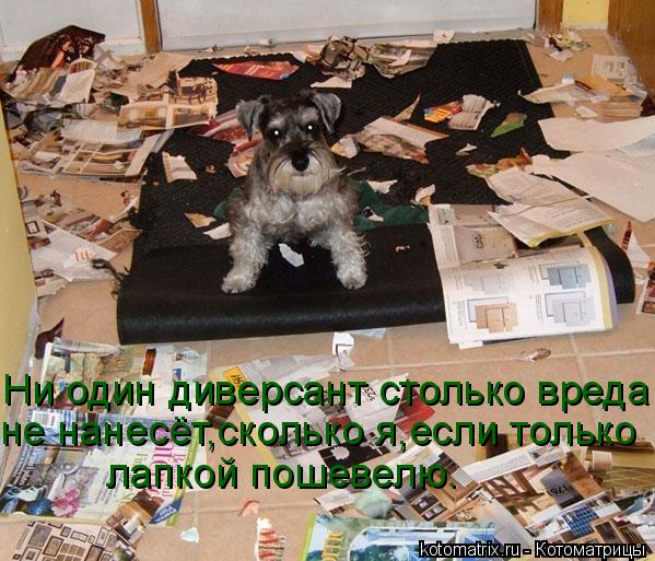 Ни один диверсант столько вреда не нанесёт,сколько я,если только лапкой пошевелю.... Котоматрица: Ни один диверсант столько вреда не нанесёт,сколько я,если только лапкой пошевелю.