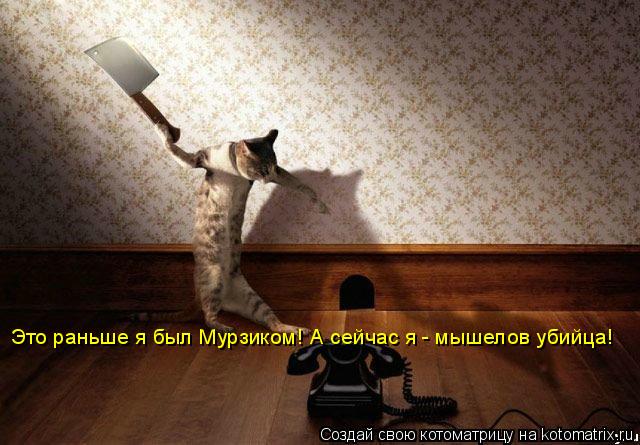 Это раньше я был Мурзиком! А сейчас я - мышелов убийца!... Котоматрица: Это раньше я был Мурзиком! А сейчас я - мышелов убийца!