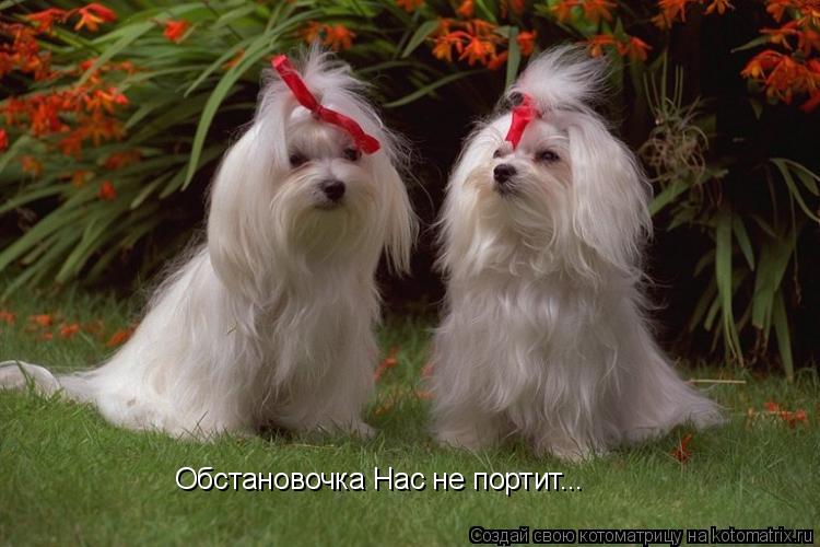 Обстановочка Нас не портит...... Котоматрица: Обстановочка Нас не портит...