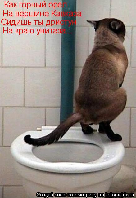 Как горный орёл На вершине Кавказа Сидишь ты дристун На краю унитаза...... Котоматрица: Как горный орёл На вершине Кавказа Сидишь ты дристун На краю унитаза...