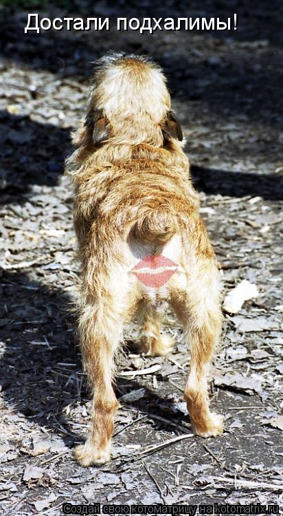 Достали подхалимы!... Котоматрица: Достали подхалимы!