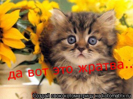 да вот это жратва....... Котоматрица: да вот это жратва....