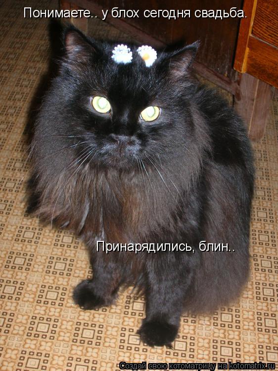 Понимаете.. у блох сегодня свадьба. Принарядились, блин..... Котоматрица: Понимаете.. у блох сегодня свадьба. Принарядились, блин..