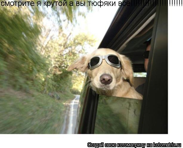 Котоматрица: смотрите я крутой а вы тюфяки все!!!!!!!!!!!!!!!!!!!!!!!!!!!!