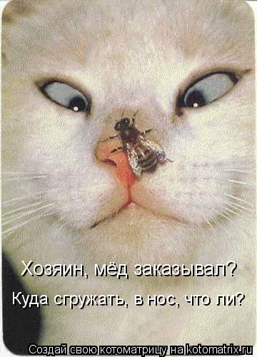 Хозяин, мёд заказывал? Куда сгружать, в нос, что ли?... Котоматрица: Хозяин, мёд заказывал? Куда сгружать, в нос, что ли?