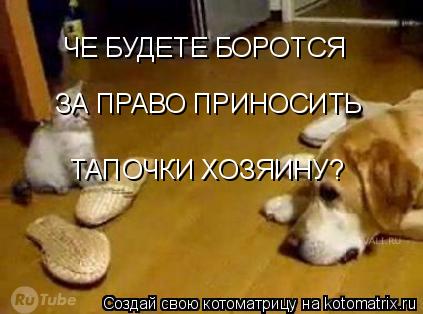 ЧЕ БУДЕТЕ БОРОТСЯ ЗА ПРАВО ПРИНОСИТЬ ТАПОЧКИ ХОЗЯИНУ?... Котоматрица: ЧЕ БУДЕТЕ БОРОТСЯ ЗА ПРАВО ПРИНОСИТЬ ТАПОЧКИ ХОЗЯИНУ?