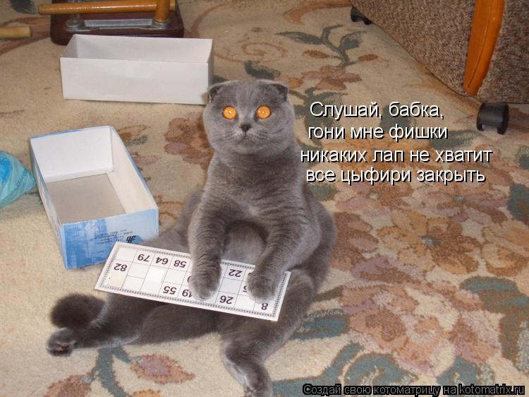 Слушай, бабка, гони мне фишки никаких лап не хватит все цыфири закрыть... Котоматрица: Слушай, бабка, гони мне фишки никаких лап не хватит все цыфири закрыть