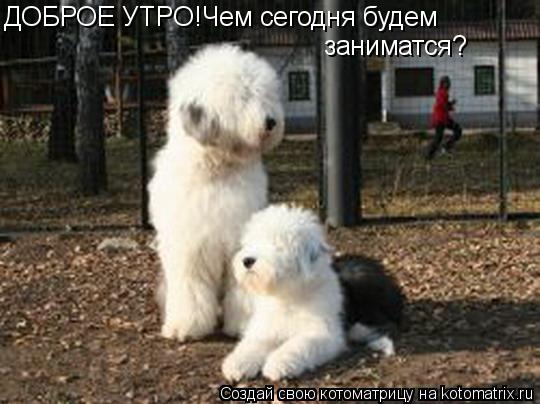 Котоматрица: ДОБРОЕ УТРО!Чем сегодня будем заниматся?