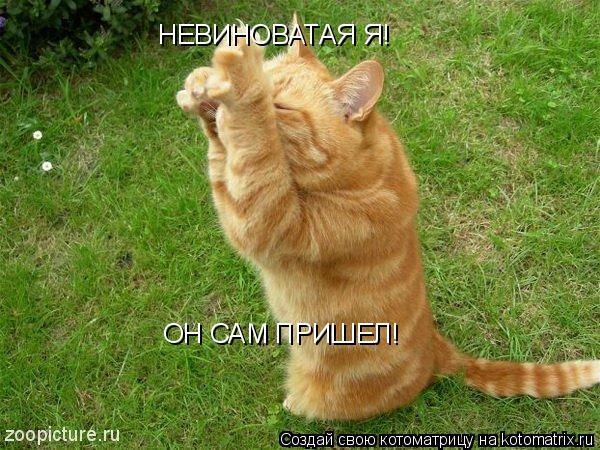 Котоматрица: НЕВИНОВАТАЯ Я!  ОН САМ ПРИШЕЛ!