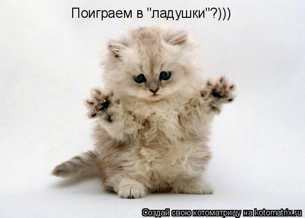 Поиграем в "ладушки"?)))... Котоматрица: Поиграем в "ладушки"?)))