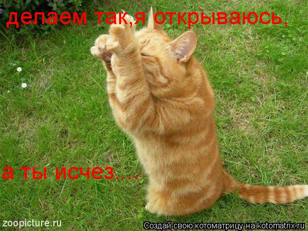 делаем так,я открываюсь, а ты исчез....... Котоматрица: делаем так,я открываюсь, а ты исчез....